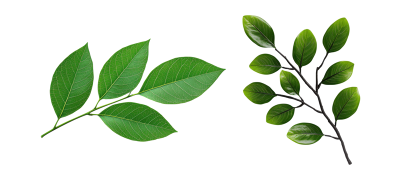 A green leafy branch with slender isolated on transparent background  