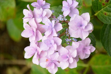 あじさいシーズン到来　淡いピンクがかわいいあじさい