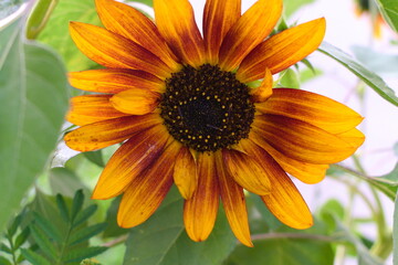 Flower with orange petals