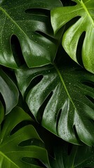 Fototapeta premium close up of exotic plants with dewdrops and copy space.