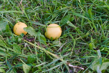 mushrooms in the grass