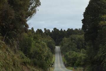 New Zealand Road with Scenic Trees – Travel Destination