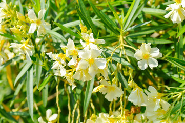 Oleander, Rose Bay or Sweet Oleander or apocynaceae or Nerium oleander L or yellow flower
