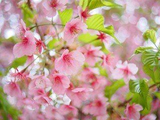 春の河津桜