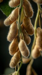 Fototapeta premium macro view of beans