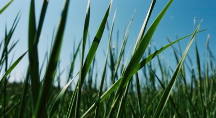 Obraz premium Green Grass Blades Against a Bright Blue Sky in Summer Sunlight