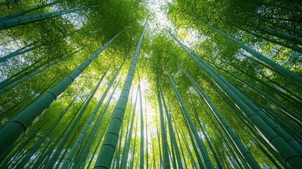 Looking upwards through a dense grove of tall green bamboo trees