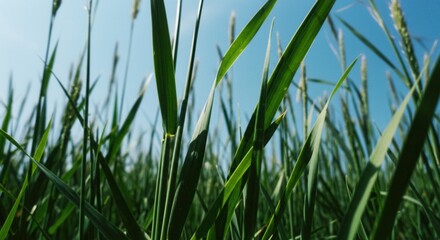 Obraz premium Green Grass Blades Reaching Skyward on Sunny Day in Open Field