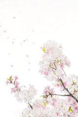 봄소식을 알리는 만개한 벚꽃들과 하늘