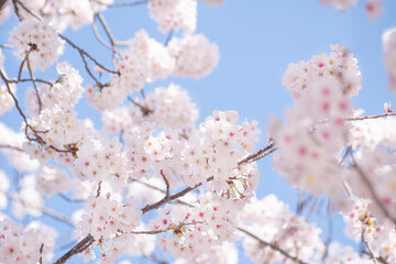 봄소식을 알리는 만개한 벚꽃들과 하늘