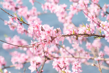 봄소식을 알리는 만개한 벚꽃들과 하늘