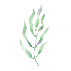 Seaweed, algae watercolor isolated illustration. Sketch of marine flora. Hand drawn sea underwater plant in green and lilac colors for kids marine design and nautical print.