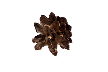 Isolated pinecone on a white background