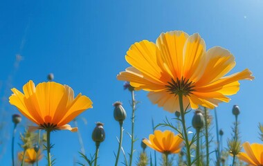 Obraz premium A close-up of a field of bright orange California Golden Poppy flowers with a blue sky in the background