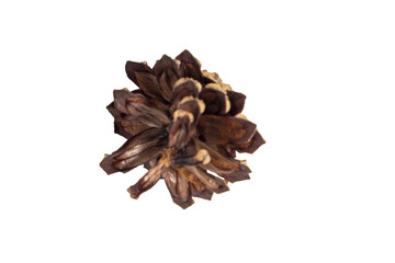 Isolated pinecone on a white background