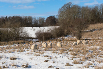 A small flock of sheep huddle together in a field with patches of snow and brown grass, under a...