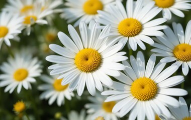 A close-up of white and yellow daisies in a field with a blue sky in the background