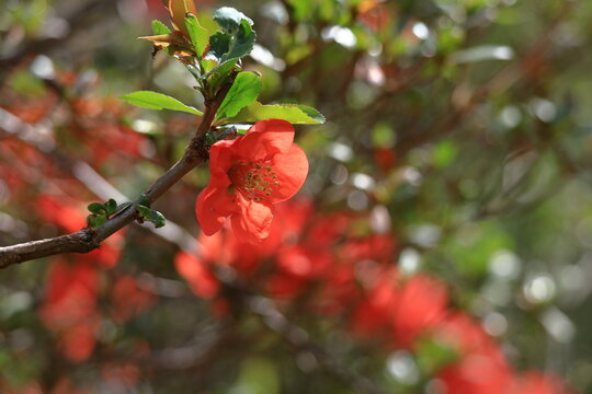 華やかに咲く
