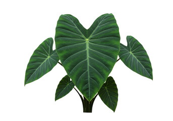 Isolated Heart-Shaped Alocasia Plant with Textured Leaves