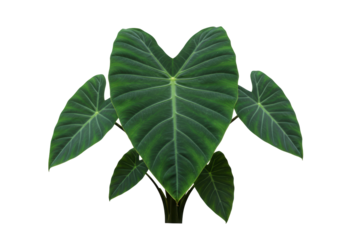 Isolated Heart-Shaped Alocasia Plant with Textured Leaves