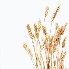 "Bundle of Golden Wheat Stalks Tied Together with String"