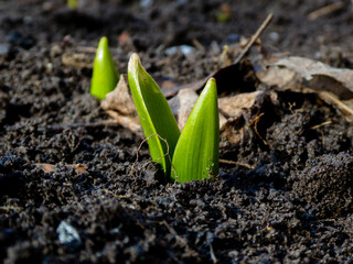 Fresh Green Shoots Emerging from Fertile Soil in Early Spring