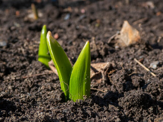 Fresh Green Shoots Emerging from Fertile Soil in Early Spring