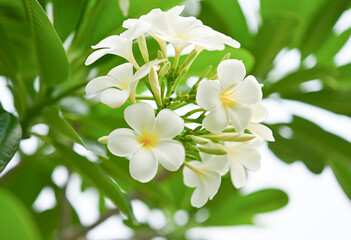 A bouquet of fresh white frangipani flowers in the garden.