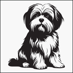 Lhasa Apso 