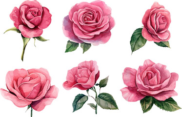 set of roses vector illustration