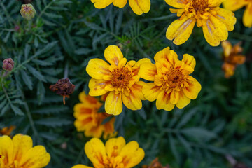 Yellow marigold flower on a green background on a summer sunny day macro photography. Blooming tagetes flower with yellow petals in summer, close-up photo.	

