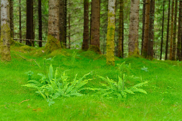 Vibrant green ferns flourish among tall trees in a tranquil forest clearing, bathed in soft afternoon light.