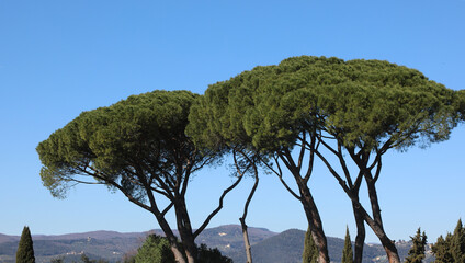 maritime pines with thick green needle foliage and hills