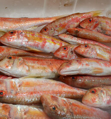fresh red mullet fish for sale at the fish market