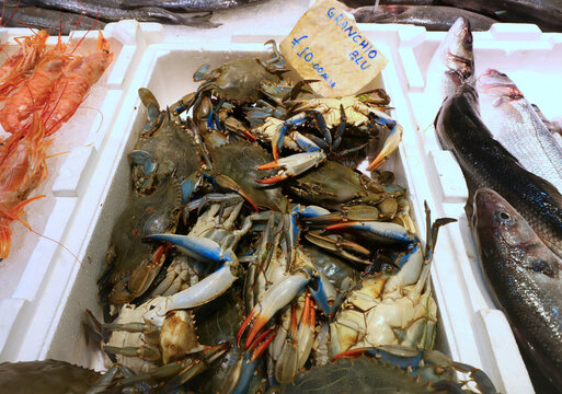 blue crab crustaceans that have gone from a pest to a resource for fishermen in the venetian lagoon in the mediterranean sea with italian writing and price