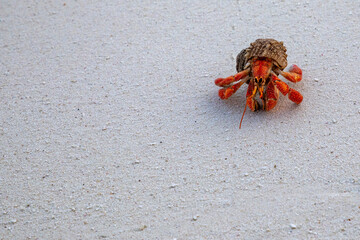 Red Hermit Crab on white sand beach in top right of image with blank space