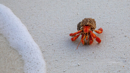Red Hermit Crab walking on white sandy beach with water