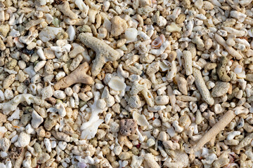 View from above of coral beach with different shapes and textures