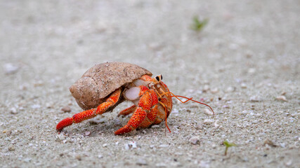 Hermit crab walking on beach, side profile