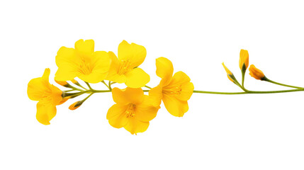 yellow flowers isolated on white