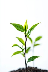 Fototapeta premium Photo of a tamarind bonsai tree with intricate branching isolated on white background