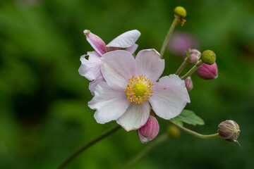 Fototapeta premium Blossom pale pink anemone flower macro photography in summer day. Windflower with light pink petals on green background close-up photo in summertime. 