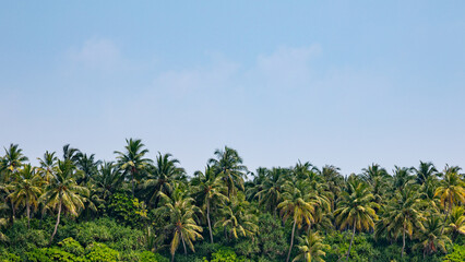 Dense palm trees on a tropical island with blank space above