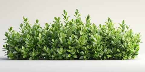 Detailed Three Dimensional Render of a Bush on a Clean White Background