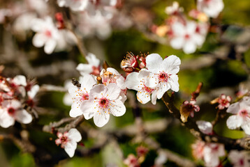 Ripe plums floers on a tree branch in the gardem