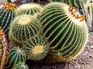 Fototapeta premium Ferocactus pilosus plant cultivated in a garden