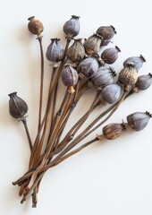 Dried Poppy Seed Pods Displayed on a White Background with Unique Textures and Shapes