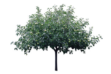 Obraz premium giant tree with lush green leaves and branches, showcasing vibrant canopy. This tree symbolizes nature beauty and provides shade and habitat for wildlife