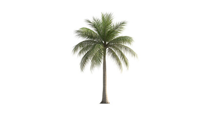 Obraz premium palm tree transparent background png
