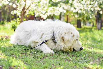 A large white Maremma Sheepdog lies on the lawn in a summer park against a backdrop of blooming flowers.